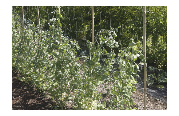 MALLA ENTUTORAR BIOCOMPOSTABLE LUZ 15X15 CM 1,85 X 5 M 2019449 1
